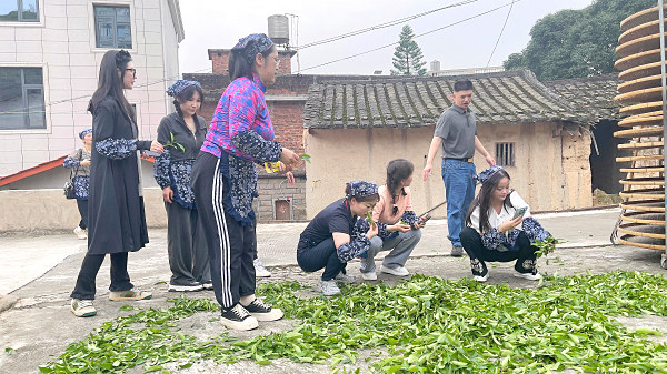 第194期：实践体验安溪乌龙茶制作(图2)