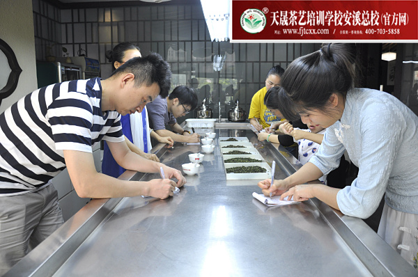 第159期：安溪铁观音初制工艺以及毛茶品质特征(图2)