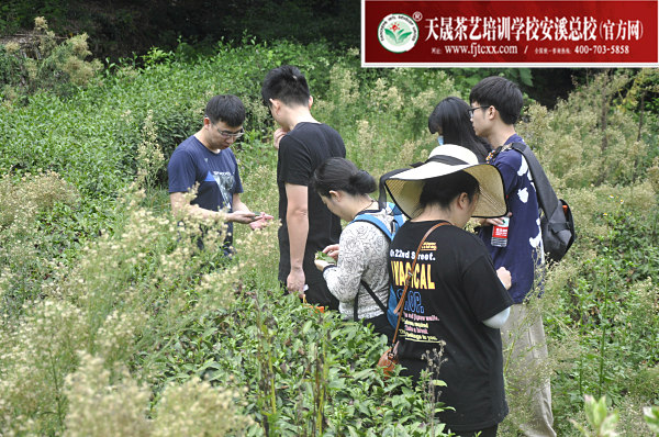 第159期：参观安溪茶叶大观园(图2)