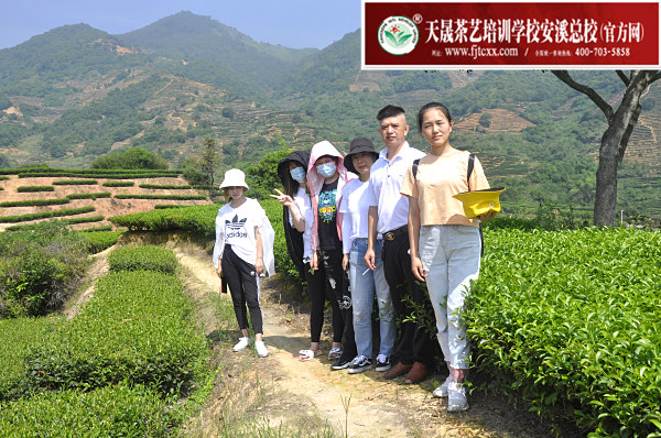 第160期：实践体验安溪乌龙茶制作(图1)