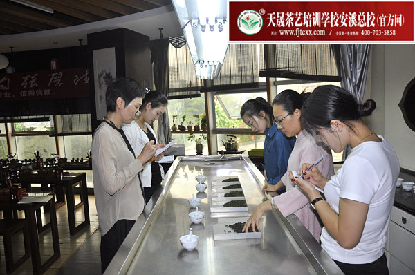 第161期：安溪铁观音初制工艺以及毛茶品质特征(图2)