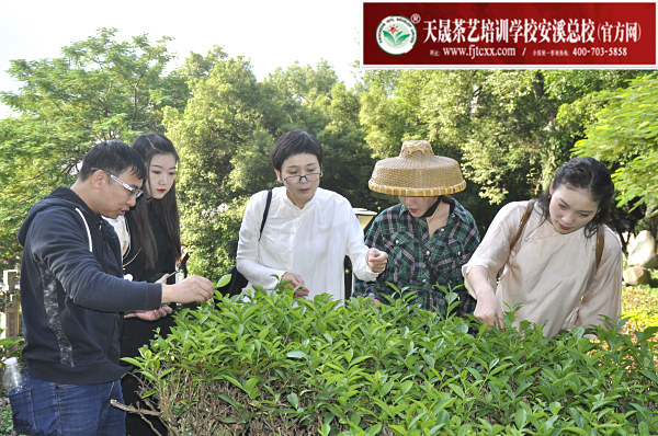 第161期：参观安溪茶叶大观园(图3)