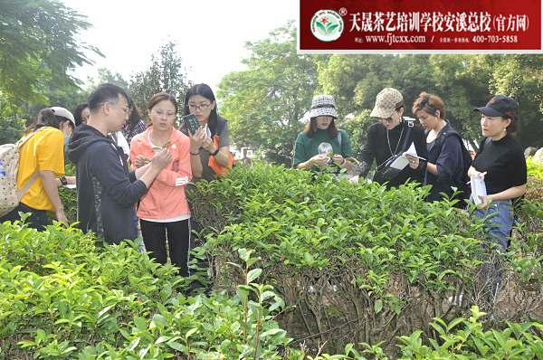 第162期：参观安溪茶叶大观园(图2)