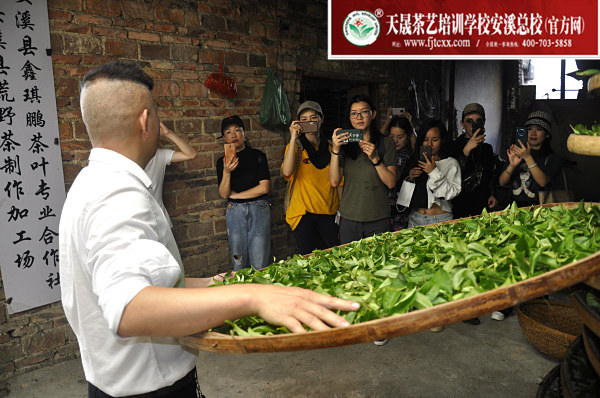 第162期：实践体验安溪乌龙茶制作(图2)