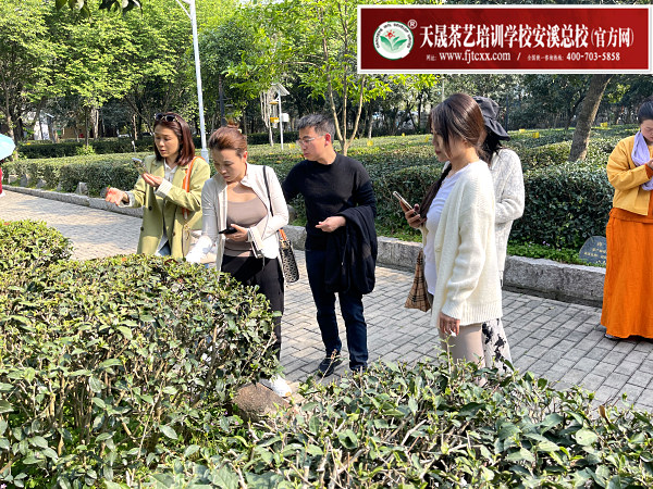 第182期：参观安溪茶叶大观园(图2)
