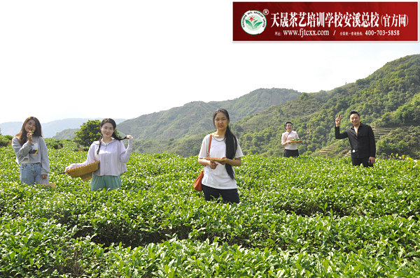 第183期：实践体验安溪乌龙茶制作(图2)