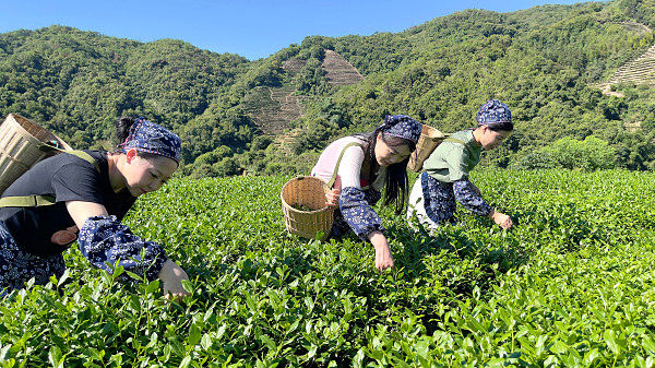 第199期：实践体验安溪乌龙茶制作(图2)