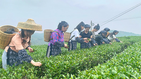 太原茶艺培训学员问天晟茶艺培训学校：想学茶叶鉴定的评茶师培训去哪里学？(图4)