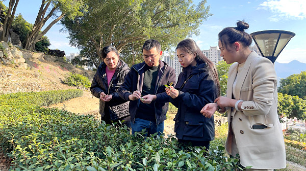第203期：参观茶叶大观园(图2)
