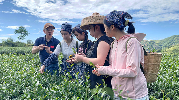 第209期：实践体验安溪乌龙茶制作(图1)