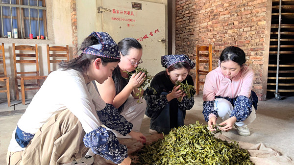 第209期：实践体验安溪乌龙茶制作(图3)