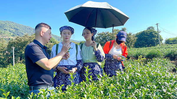 第212期：实践体验安溪乌龙茶制作(图1)