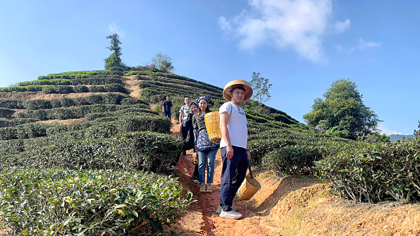第213期：实践体验安溪乌龙茶制作(图1)