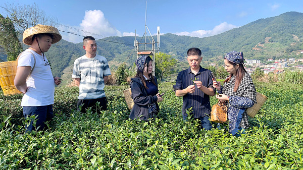 第213期：实践体验安溪乌龙茶制作(图2)