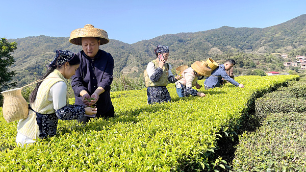 第217期：实践体验安溪乌龙茶制作