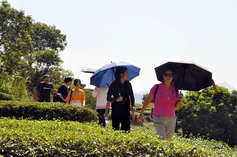 别再被“表演式”茶艺忽悠了！想学真本事的进来看(图1)