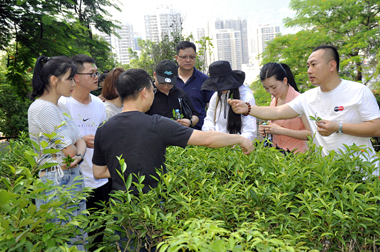 姑娘,来学茶吧!愿你在茶中静下心来~~(图3) 姑娘,来学茶吧!愿你在茶中静下心来~~(图3)