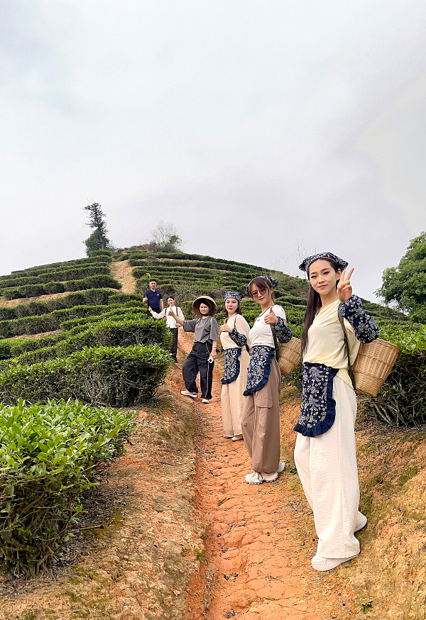 第218期：实践体验安溪乌龙茶制作(图1)