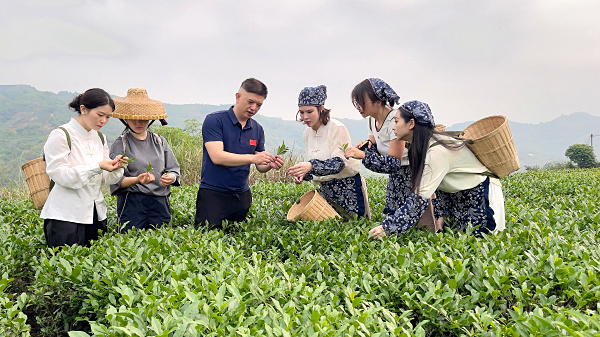 第218期：实践体验安溪乌龙茶制作(图2)