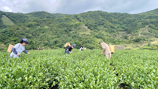 第220期:实践体验安溪乌龙茶制作(图2) 第220期:实践体验安溪乌龙茶制作(图2)