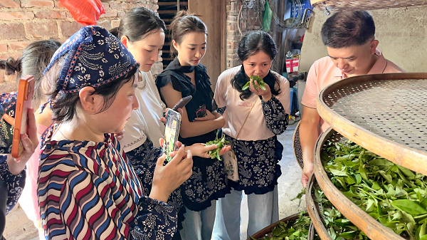 第222期:实践体验安溪乌龙茶制作(图3) 第222期:实践体验安溪乌龙茶制作(图3)
