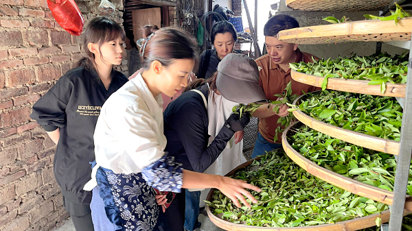 第223期:实践体验安溪乌龙茶制作(图2) 第223期:实践体验安溪乌龙茶制作(图2)